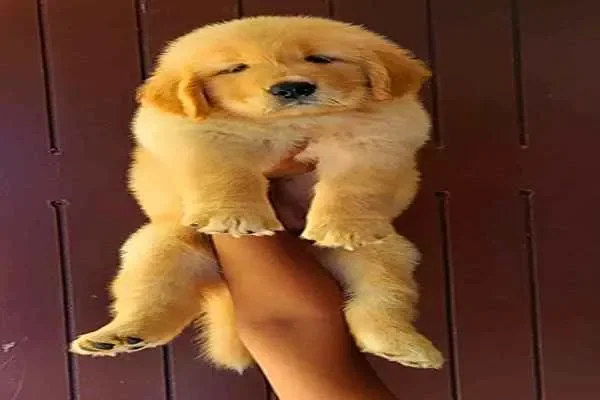 Image of: Bow Wow Aquarium & Pets